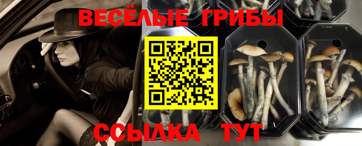 Галлюциногенные грибы мицелий  Псилоцибиновые грибы GOLDEN TEACHER  Санкт-Петербург 